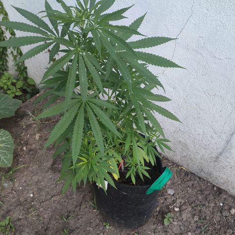 Anaximandro sativa  growlog timeline photo