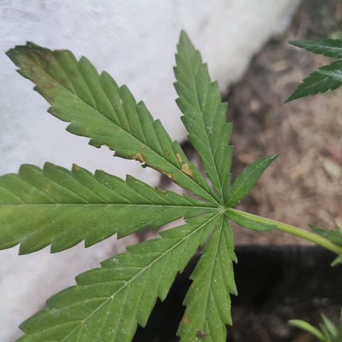 Tales de Mileto Sativa growlog timeline photo