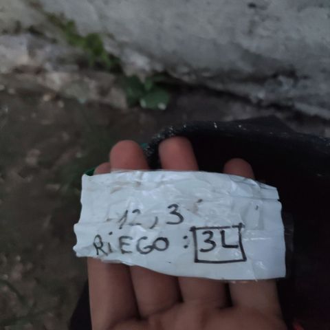 Tales de Mileto Sativa growlog timeline photo