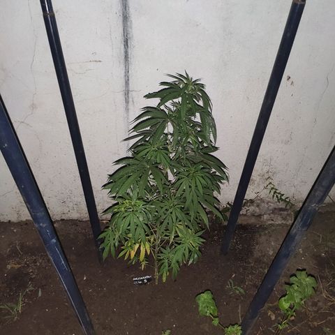 Anaximandro sativa  growlog timeline photo