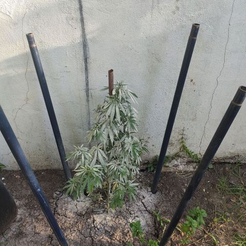 Anaximandro sativa  growlog timeline photo