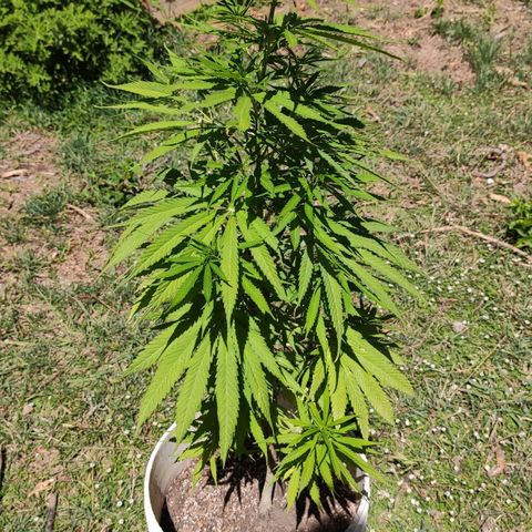 Llévame a casa growlog timeline photo