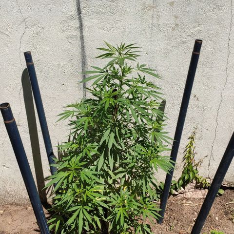Anaximandro sativa  growlog timeline photo