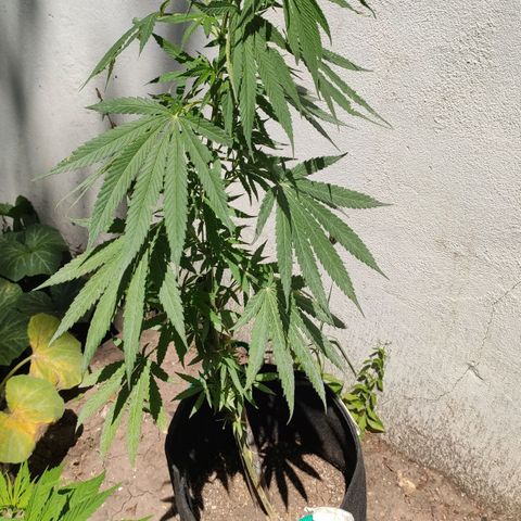 Tales de Mileto Sativa growlog timeline photo