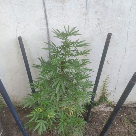 Anaximandro sativa  growlog timeline photo