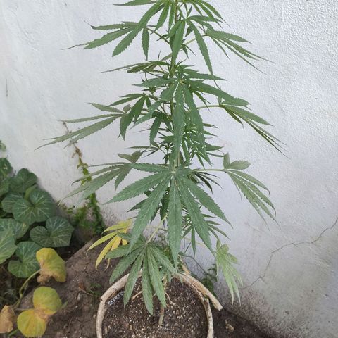 Tales de Mileto Sativa growlog photo: A un día del transplante a 25l