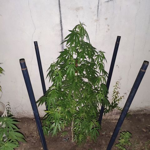 Anaximandro sativa  growlog photo: Primera aplicación treemix