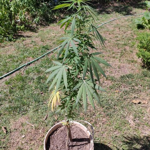 Tales de Mileto Sativa growlog timeline photo