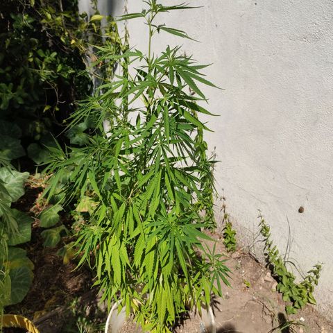 Llévame a casa growlog timeline photo