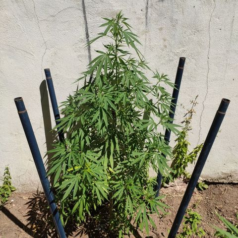 Anaximandro sativa  growlog timeline photo