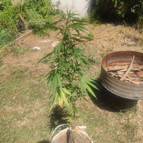 Tales de Mileto Sativa growlog timeline photo