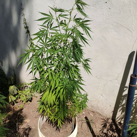Llévame a casa growlog photo: Mucho calor
