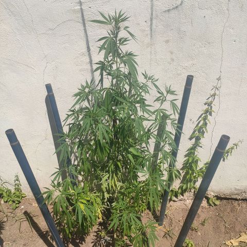 Anaximandro sativa  growlog photo: Mucho calor