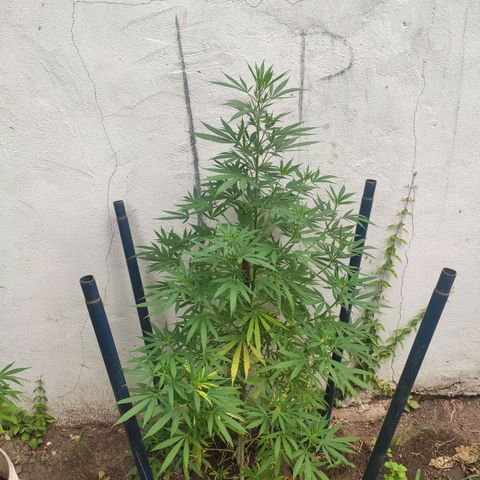 Anaximandro sativa  growlog timeline photo