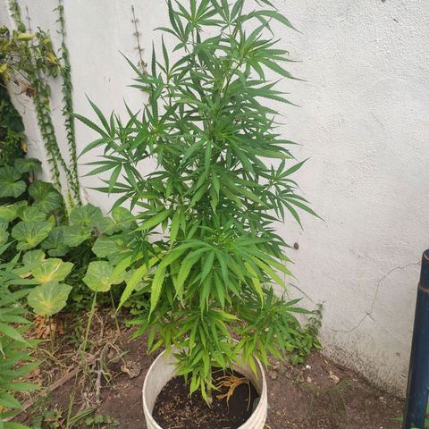 Llévame a casa growlog timeline photo