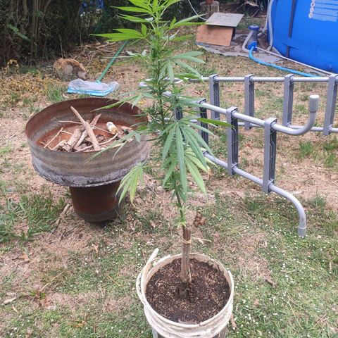 Tales de Mileto Sativa growlog timeline photo