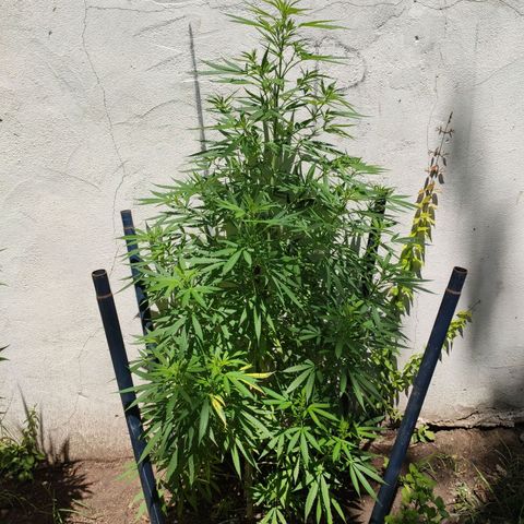 Anaximandro sativa  growlog timeline photo