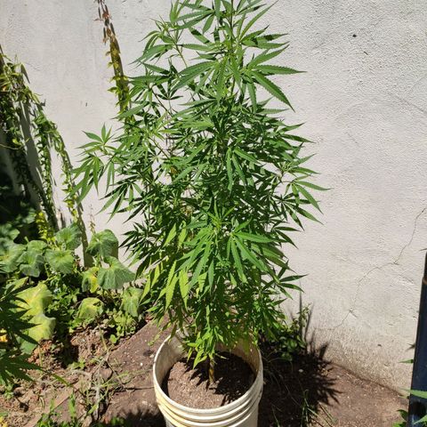 Llévame a casa growlog timeline photo