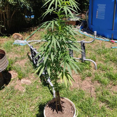 Tales de Mileto Sativa growlog timeline photo