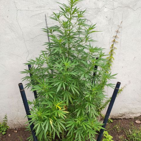 Anaximandro sativa  growlog timeline photo