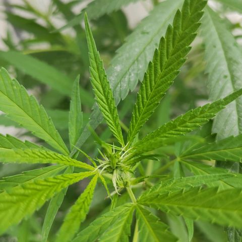 Anaximandro sativa  growlog timeline photo