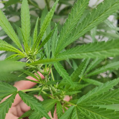 Anaximandro sativa  growlog timeline photo
