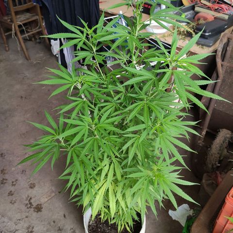Llévame a casa growlog timeline photo