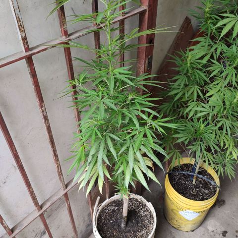 Tales de Mileto Sativa growlog timeline photo