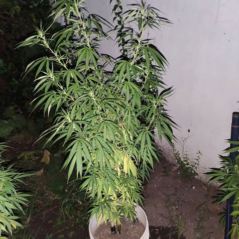 Llévame a casa growlog timeline photo