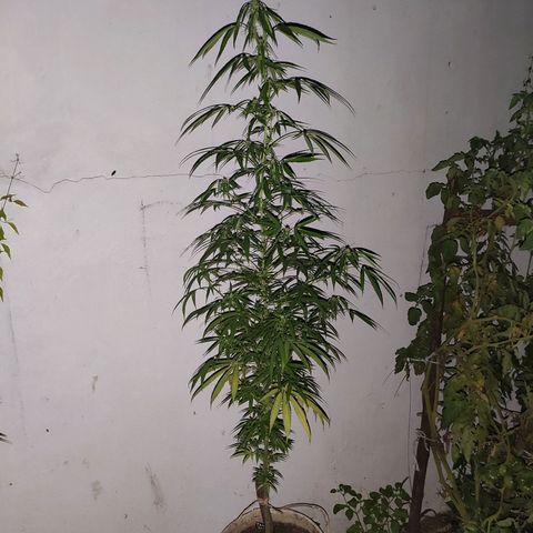 Tales de Mileto Sativa growlog timeline photo
