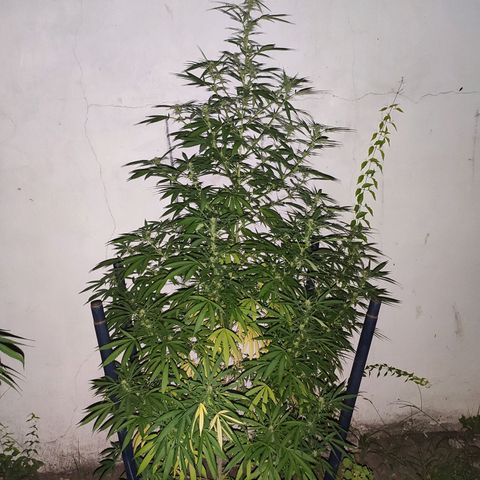 Anaximandro sativa  growlog timeline photo