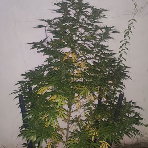 Anaximandro sativa  growlog timeline photo