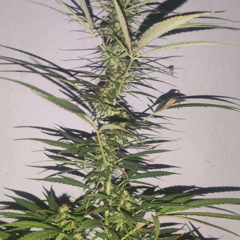 Anaximandro sativa  growlog timeline photo
