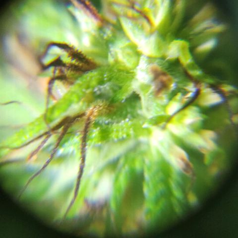 Anaximandro sativa  growlog timeline photo