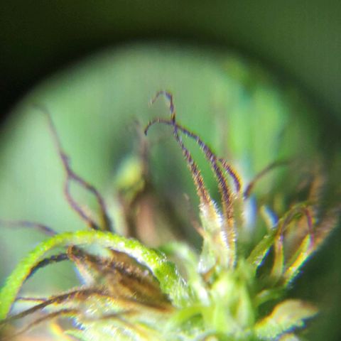 Anaximandro sativa  growlog timeline photo