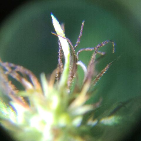 Anaximandro sativa  growlog timeline photo