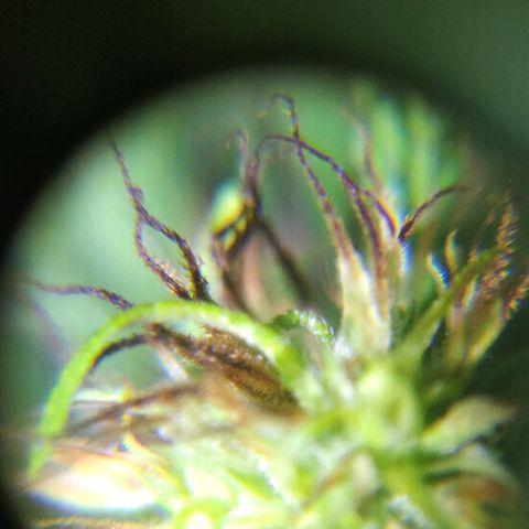 Anaximandro sativa  growlog timeline photo