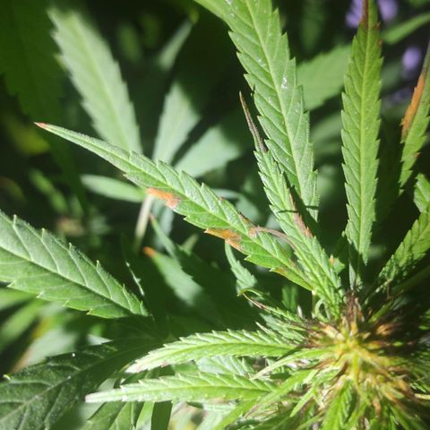 Anaximandro sativa  growlog timeline photo