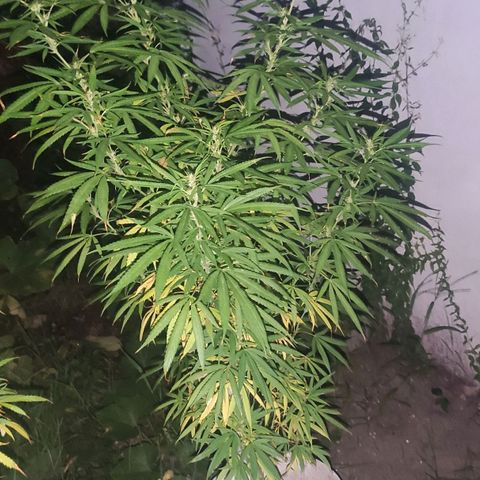Llévame a casa growlog timeline photo