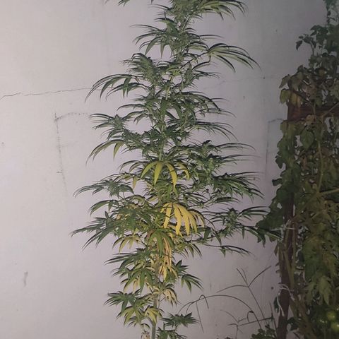 Tales de Mileto Sativa growlog timeline photo
