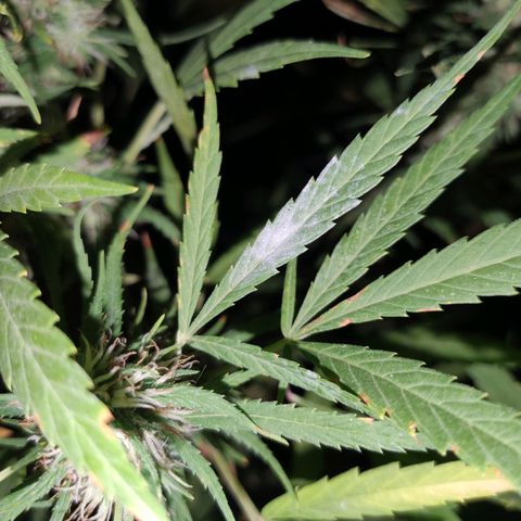 Anaximandro sativa  growlog photo: Oidio?