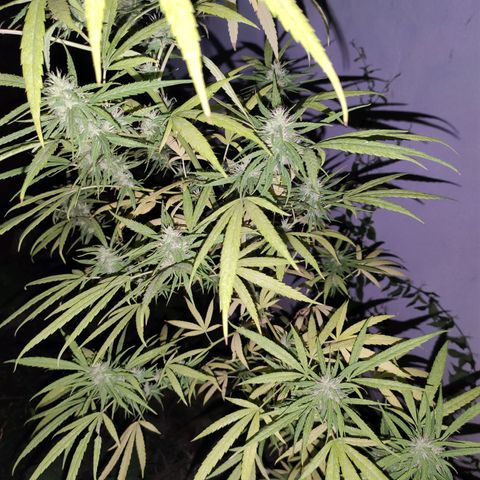Tales de Mileto Sativa growlog timeline photo