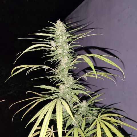 Tales de Mileto Sativa growlog timeline photo