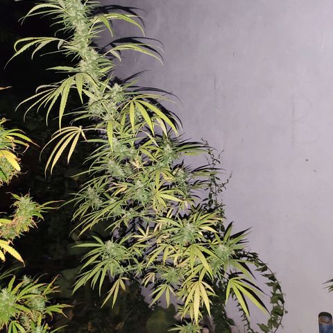 Tales de Mileto Sativa growlog timeline photo