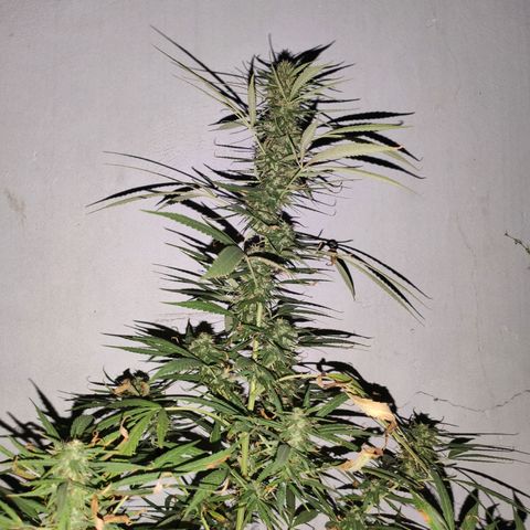 Anaximandro sativa  growlog timeline photo