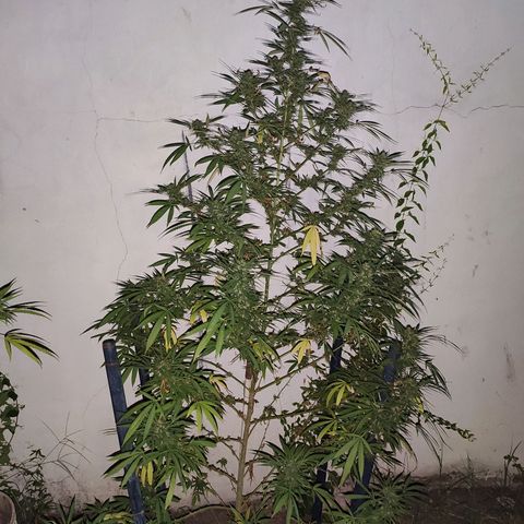 Anaximandro sativa  growlog timeline photo