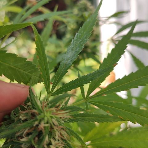 Anaximandro sativa  growlog photo: Oidio?