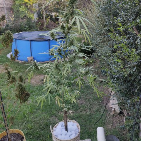 Tales de Mileto Sativa growlog photo: Estrés con hielo