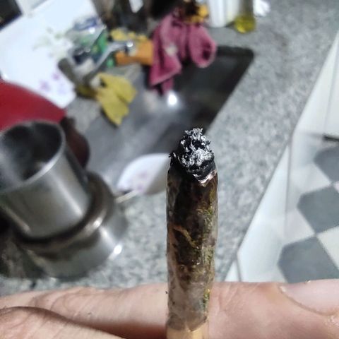 Anaximandro sativa  growlog timeline photo