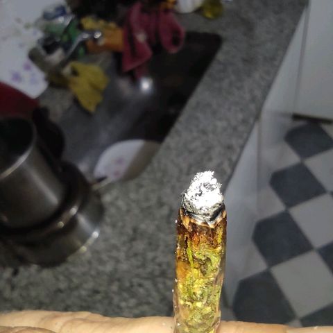 Anaximandro sativa  growlog timeline photo